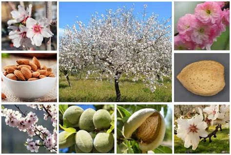  The Almond Tree: A Tale of Transformation and Hidden Beauty From 19th Century Italy!